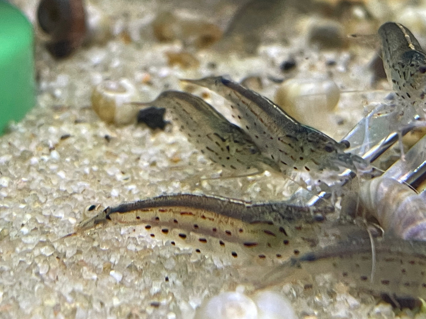 Amano Shrimp