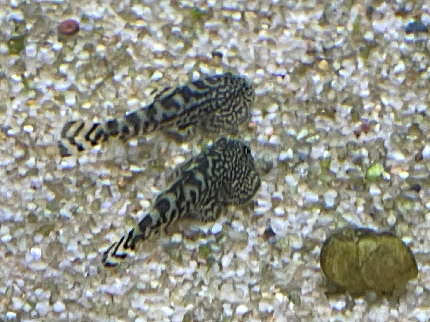 Reticulated Hillstream loach (Sewellia lineolata)