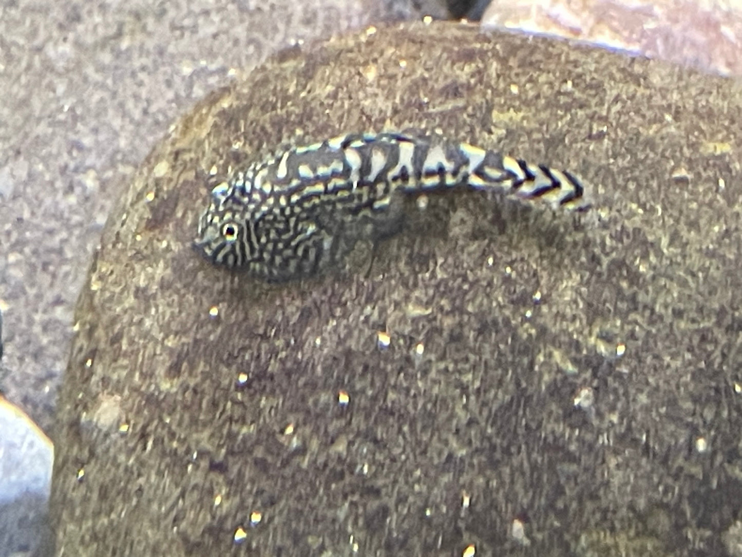 Reticulated Hillstream loach (Sewellia lineolata)