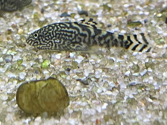 Reticulated Hillstream loach (Sewellia lineolata)