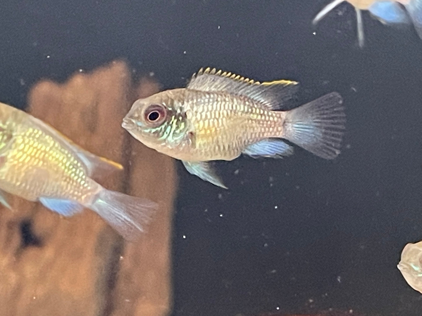 Electric Blue Acara