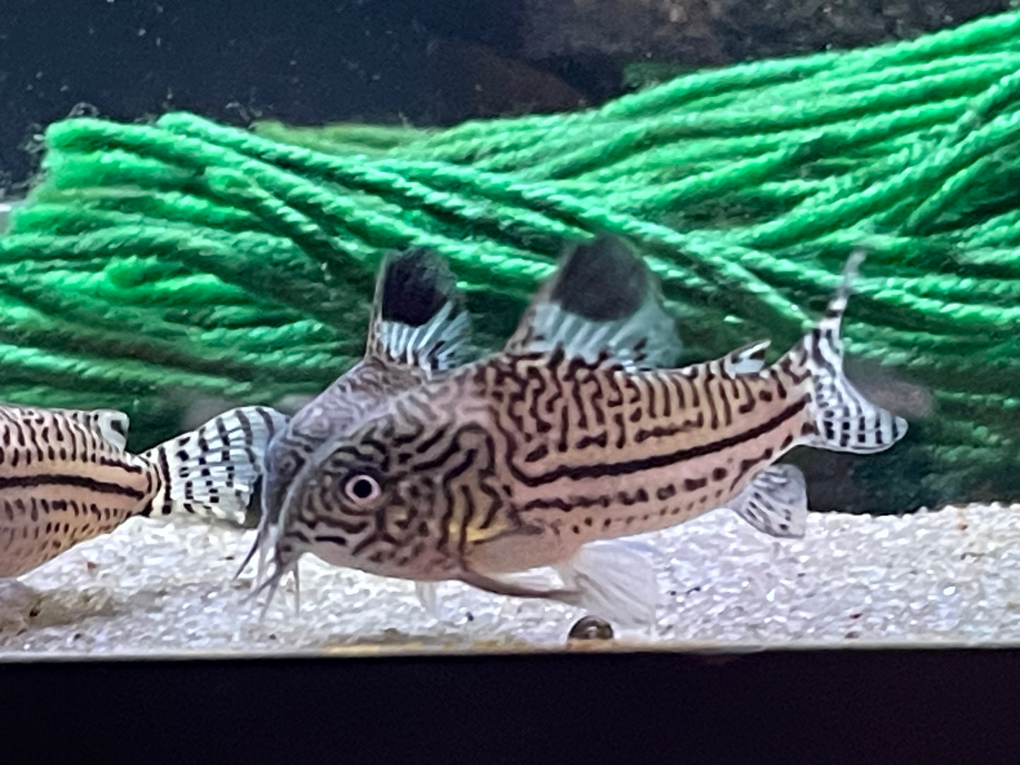 Corydoras trilineatus “False Juli”
