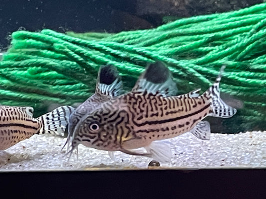 Corydoras trilineatus “False Juli”