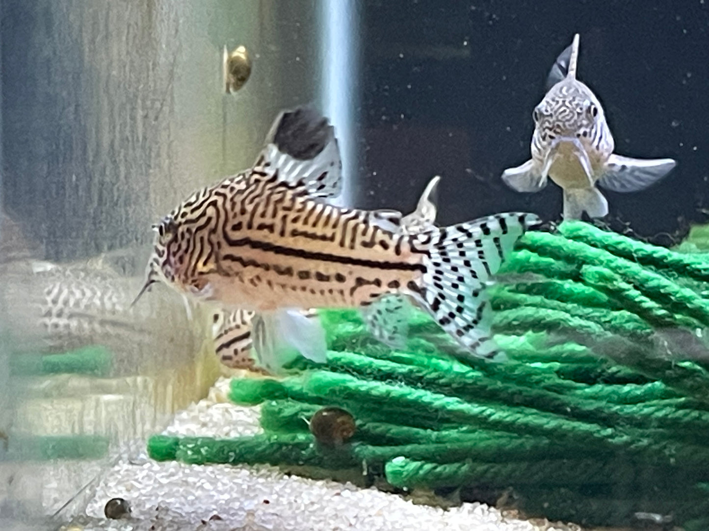 Corydoras trilineatus “False Juli”
