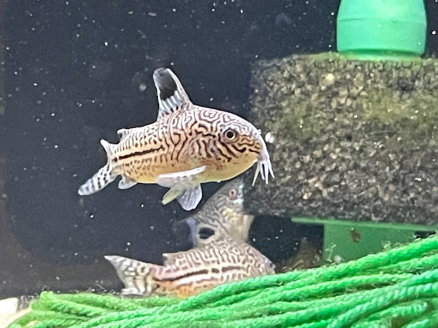 Corydoras trilineatus “False Juli”
