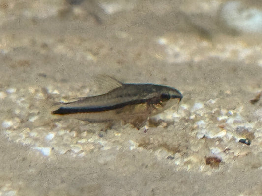 Corydoras pygmaeus - Pygmy cory
