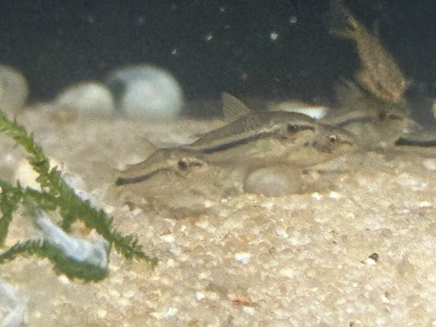 Corydoras pygmaeus - Pygmy cory