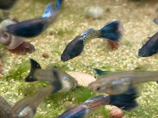 Blue Metal Snakeskin guppy