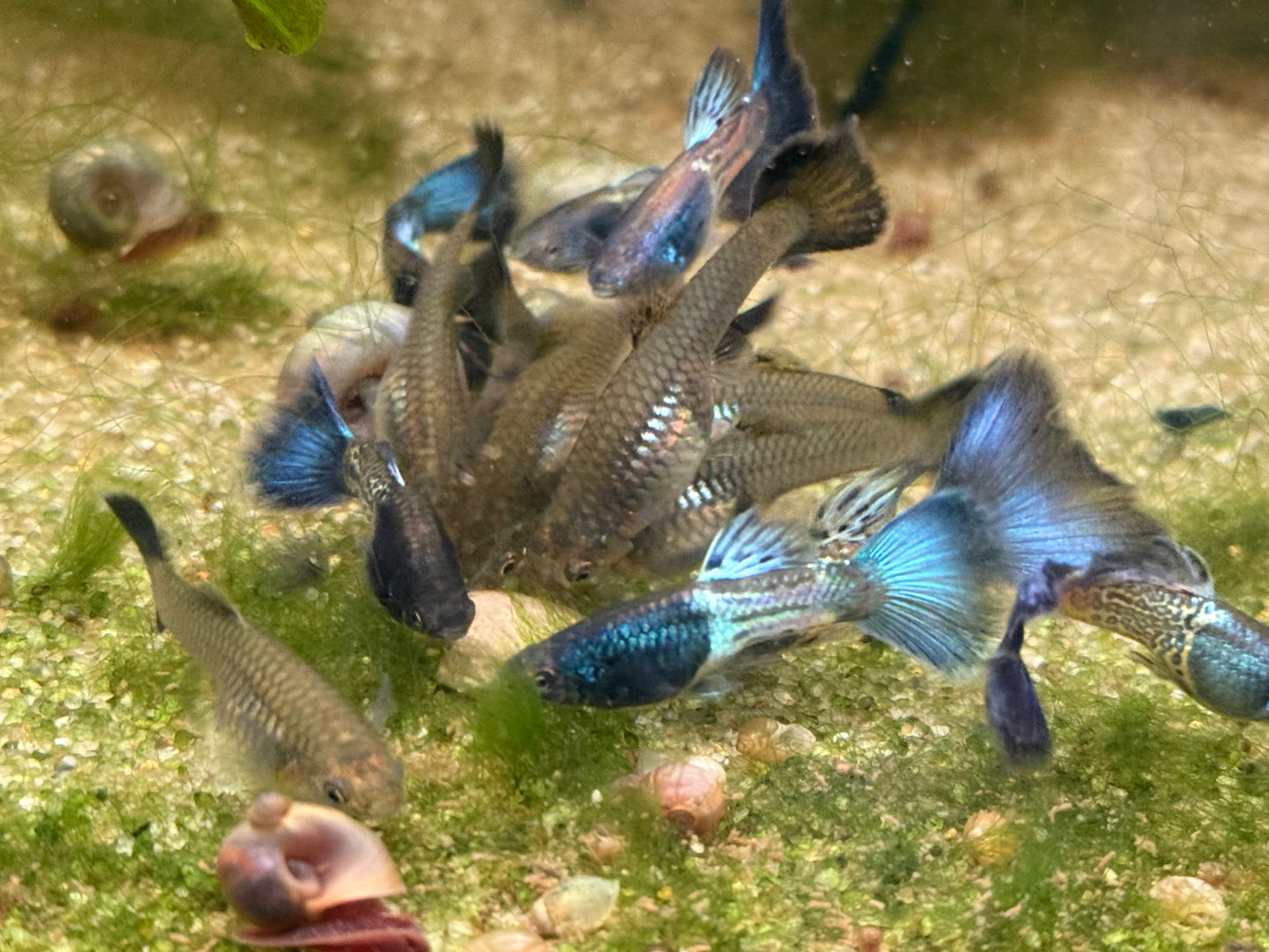 Blue Metal Snakeskin guppy