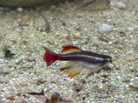 Longfin White Cloud Mountain minnow