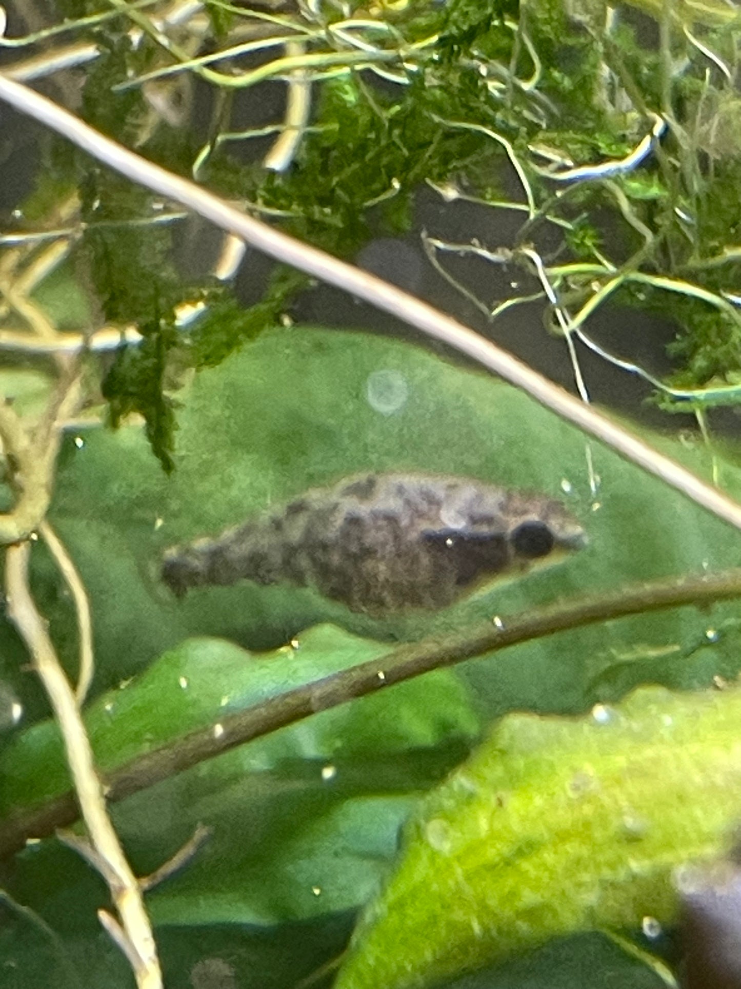 Elassoma gilberti “Wacissa spring”