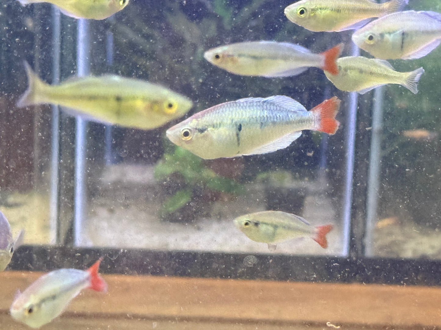 Melanotaenia “Kali Tawa” pairs