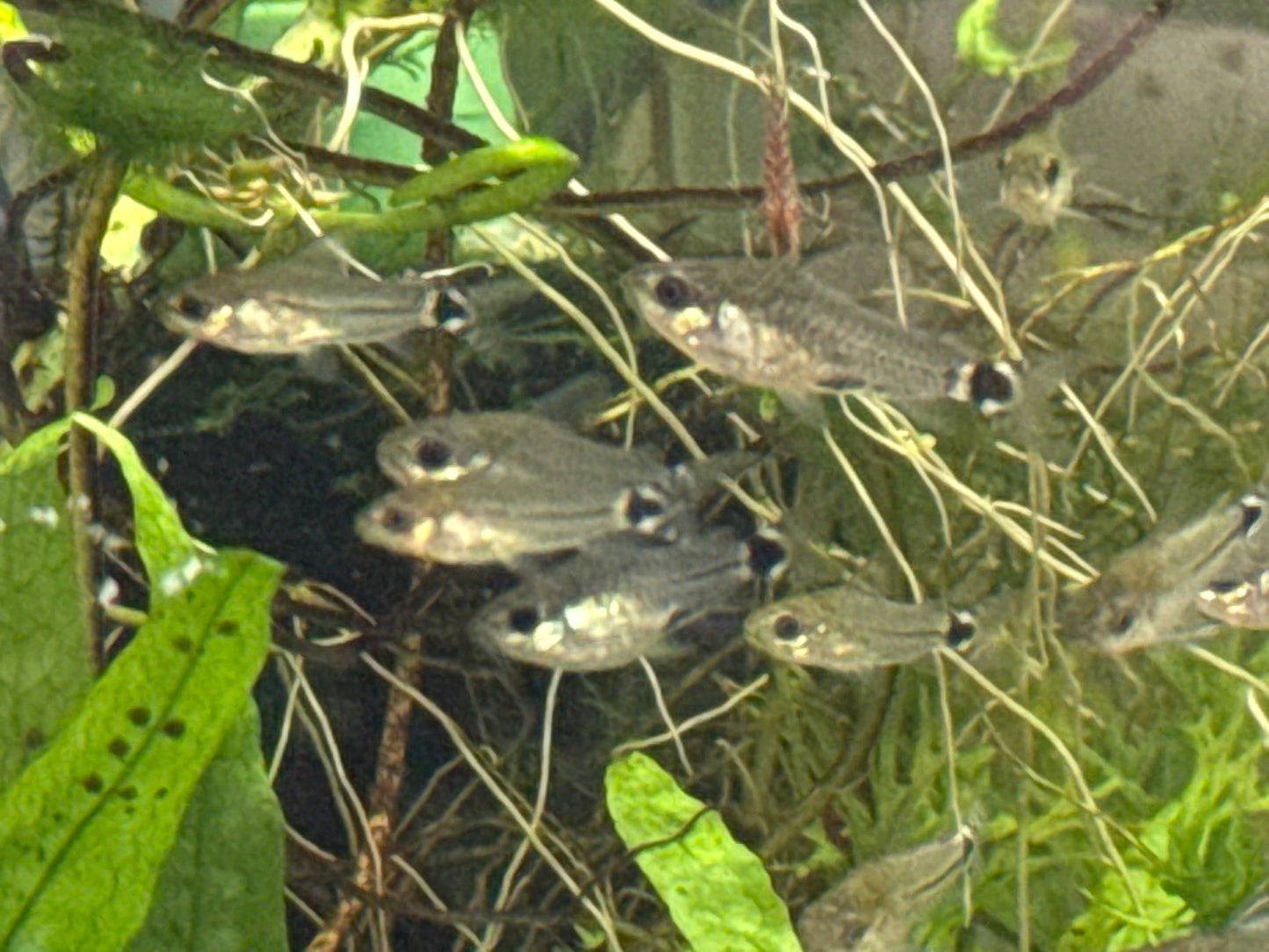 Corydoras hastatus