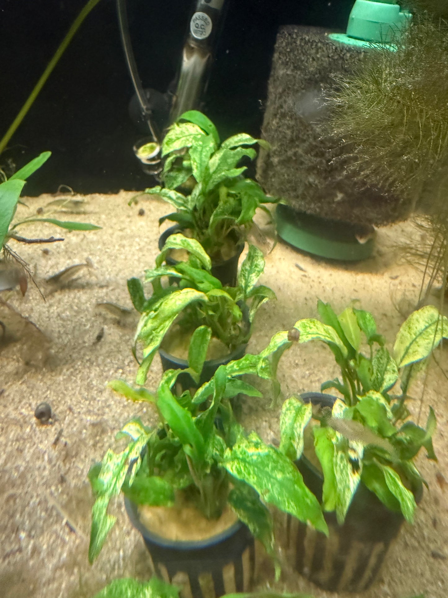 Anubias Barteri var. glabra - Potted