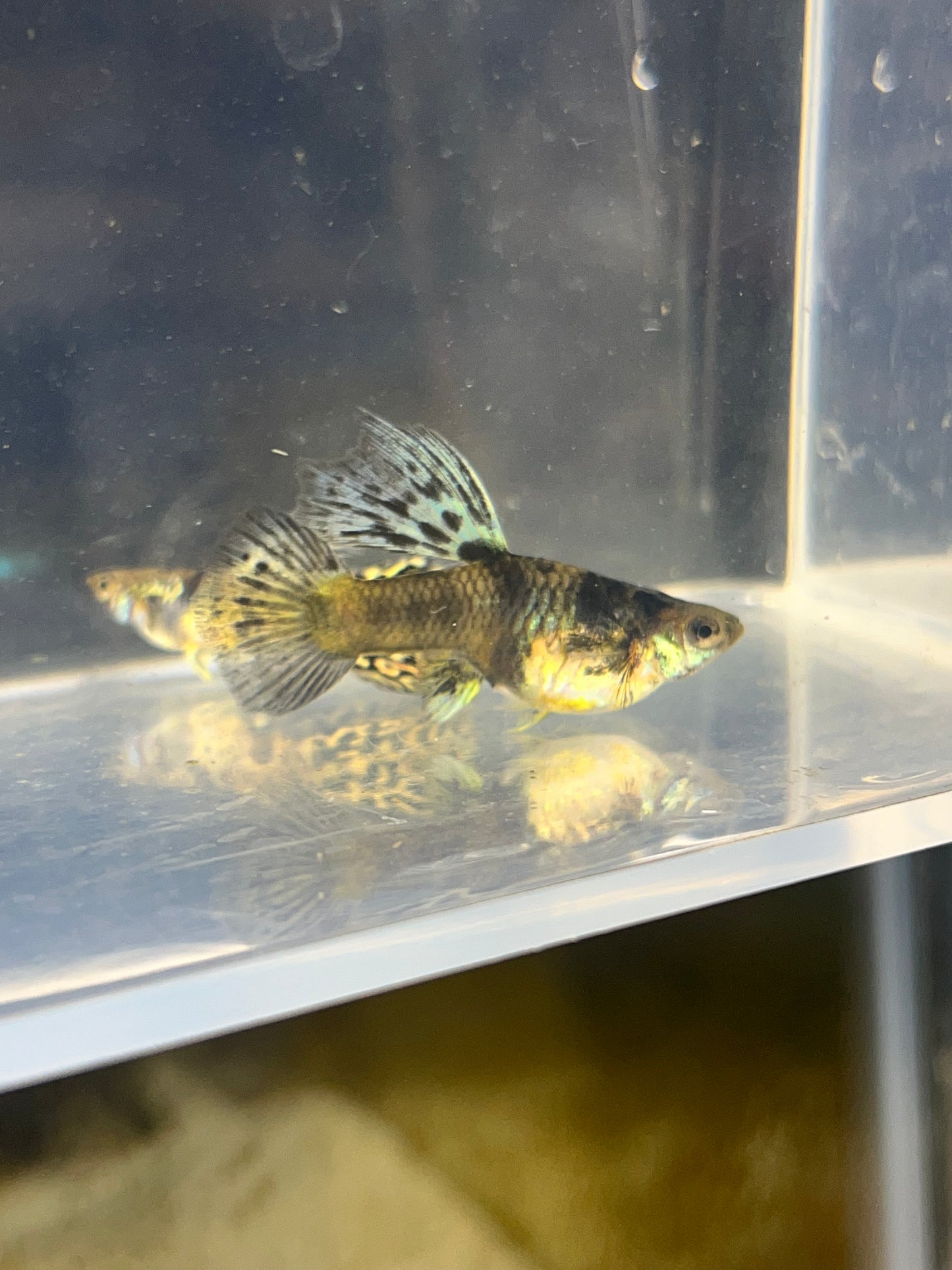 Yellow Tiger King Cobra Guppy