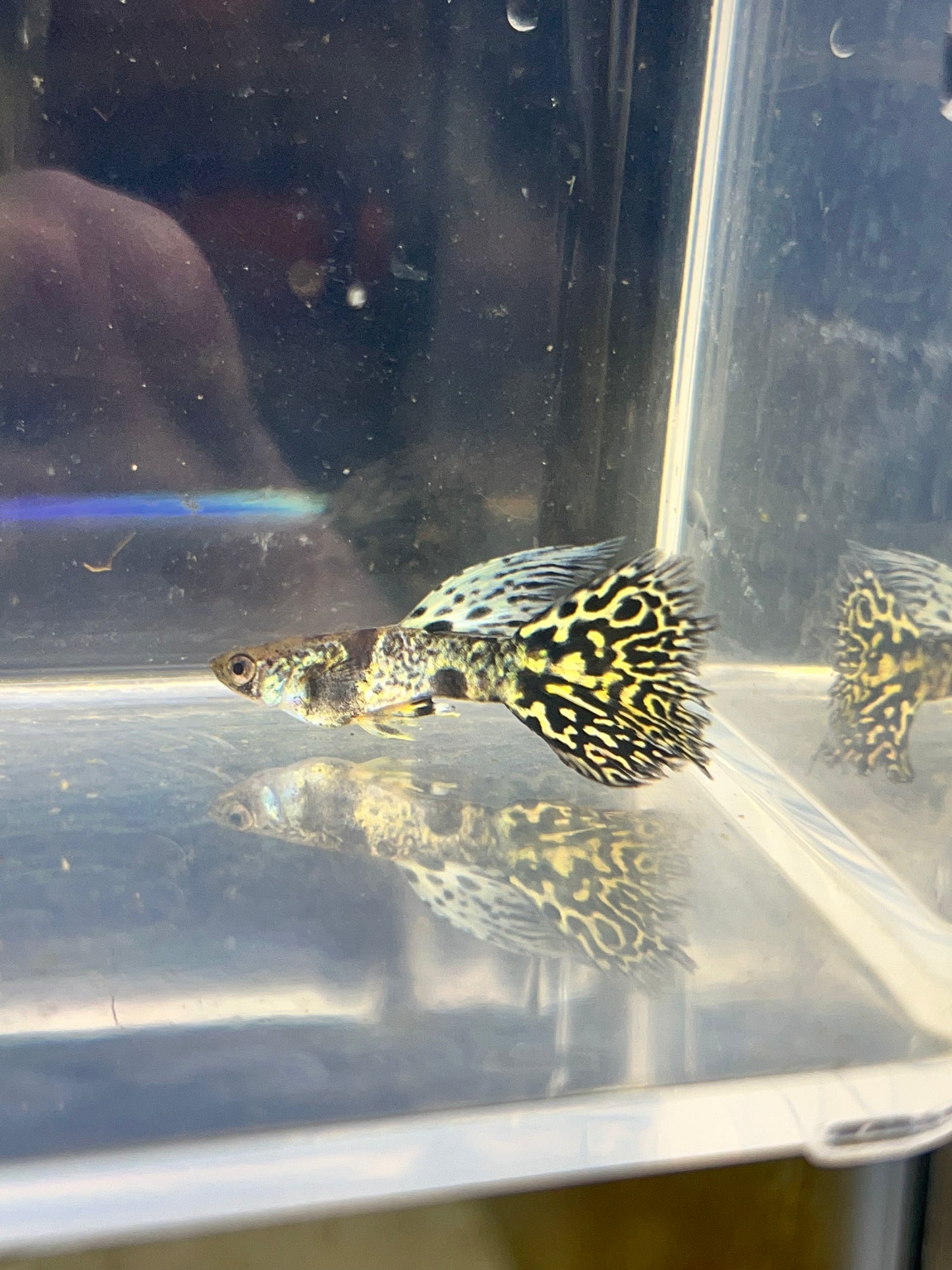 Yellow Tiger King Cobra Guppy