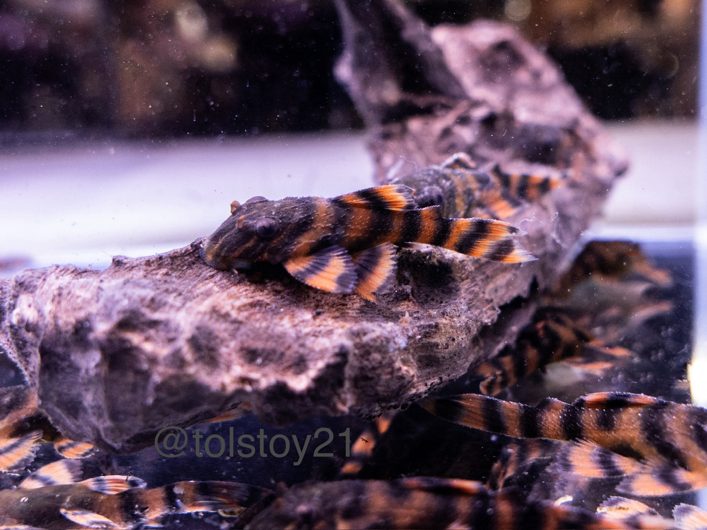 L397 Alenquer Tiger Pleco