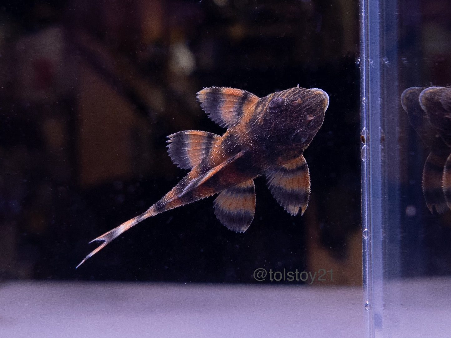 L397 Alenquer Tiger Pleco