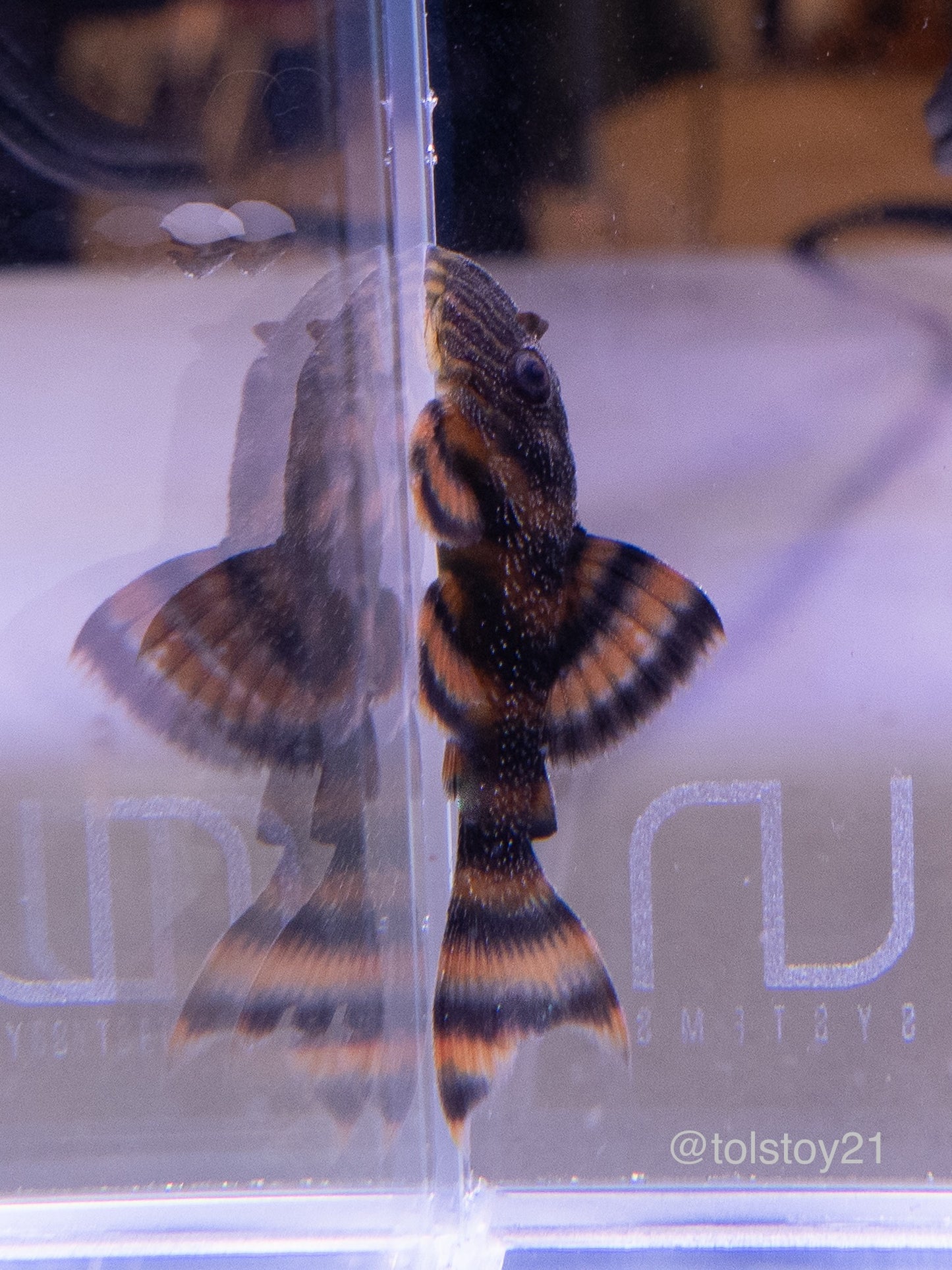 L397 Alenquer Tiger Pleco