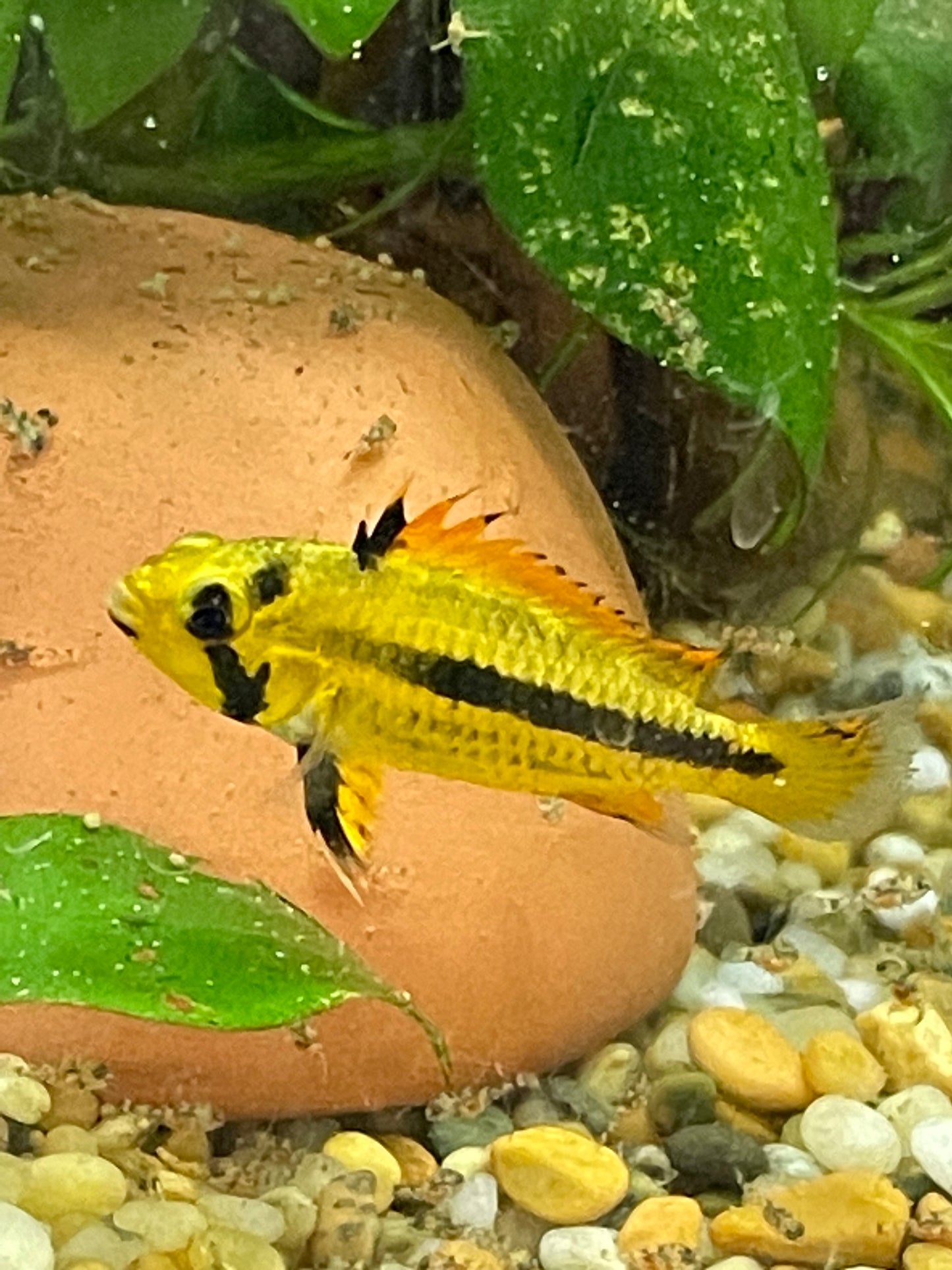 Apistogramma caucatoides "Triple Reds"