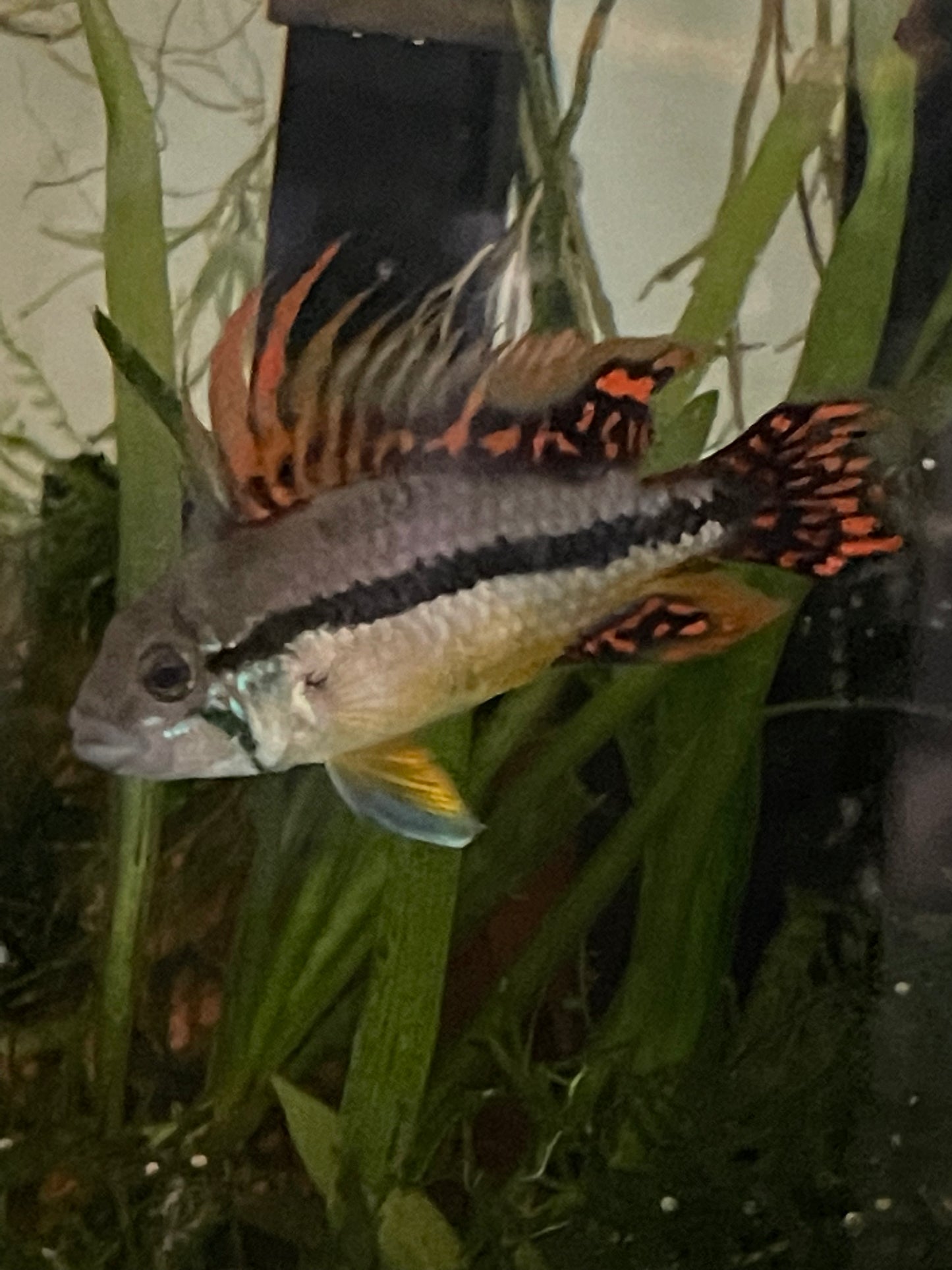 Apistogramma caucatoides "Triple Reds"