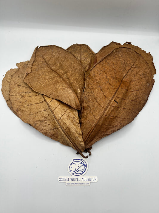 Indian Almond Leaves