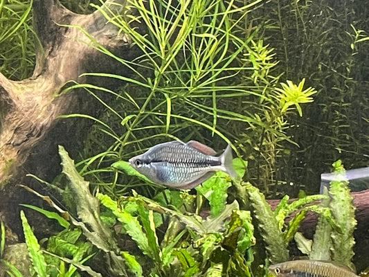 Melanotaenia kamaka - Kamaka rainbowfish