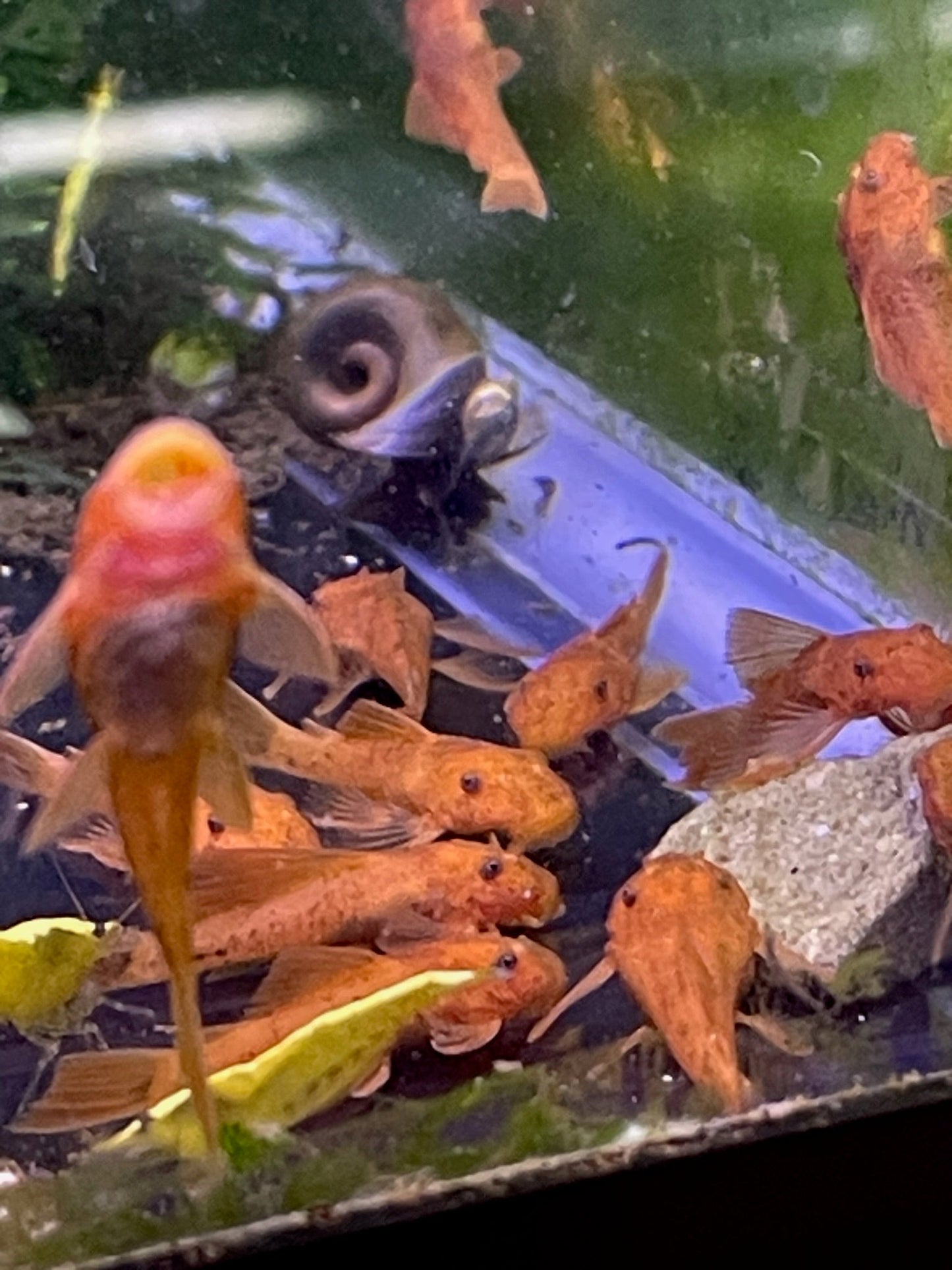 Shortfin Super Red Bristlenose Plecos