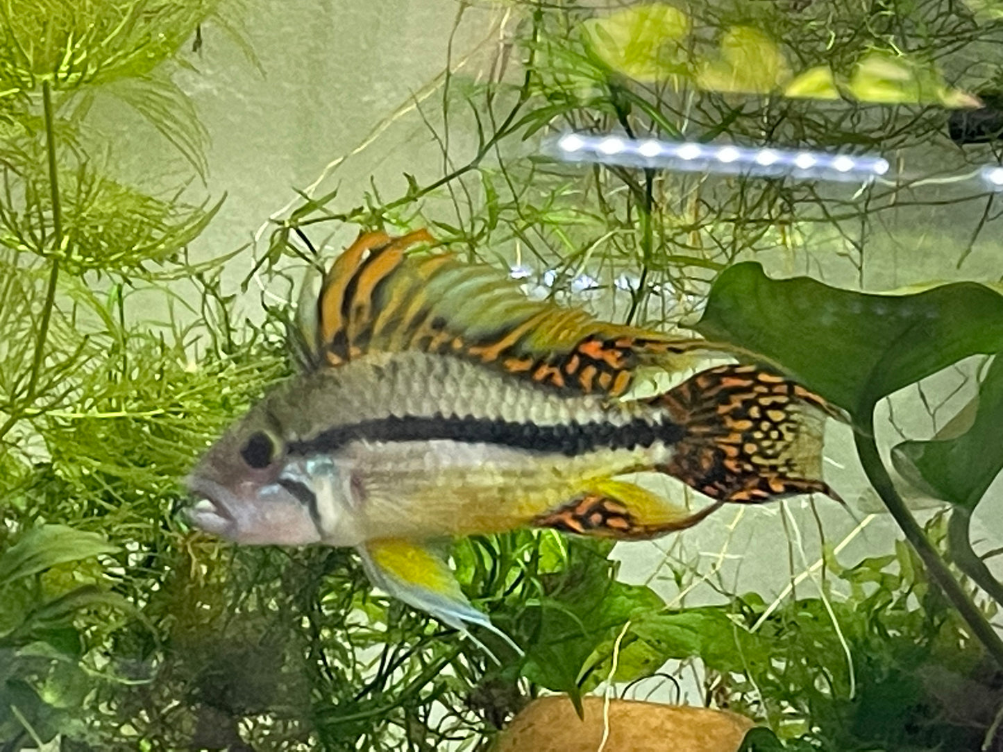 Apistogramma caucatoides "Triple Reds"