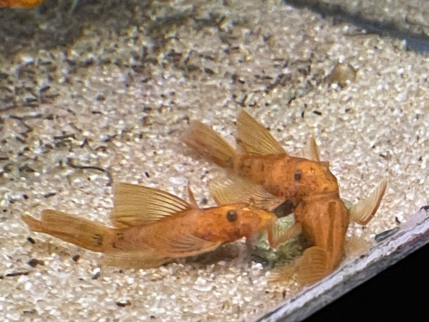 Longfin Super Red Bristlenose Plecos