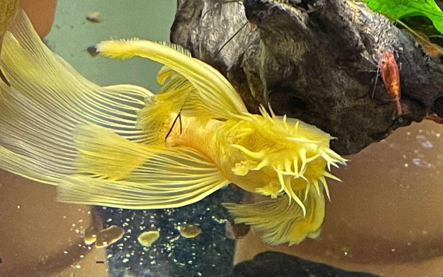 Longfin Lemon Blue Eye Pleco