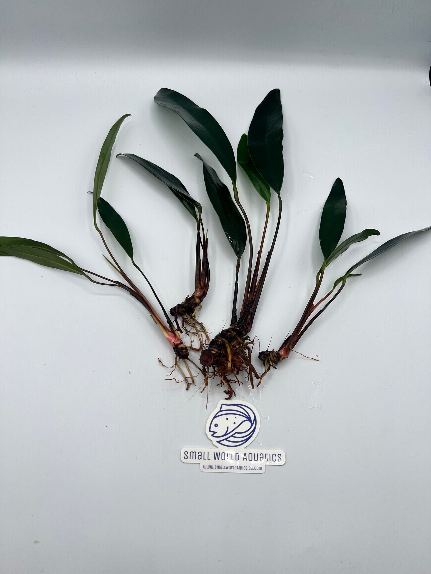 Anubias Afzelli- Bare Root