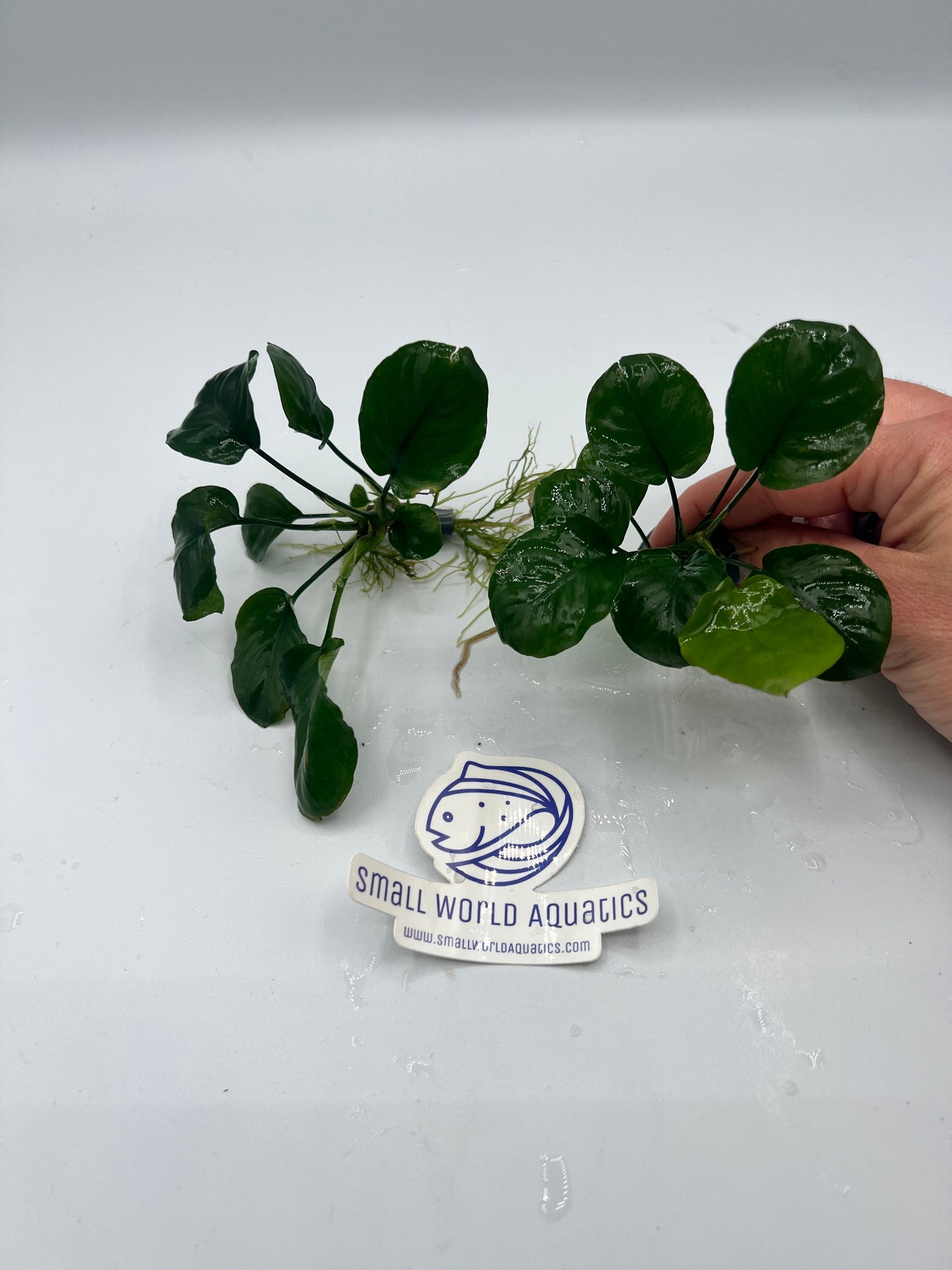 Anubias Barteri Round (Gold Coin) - Bare Root