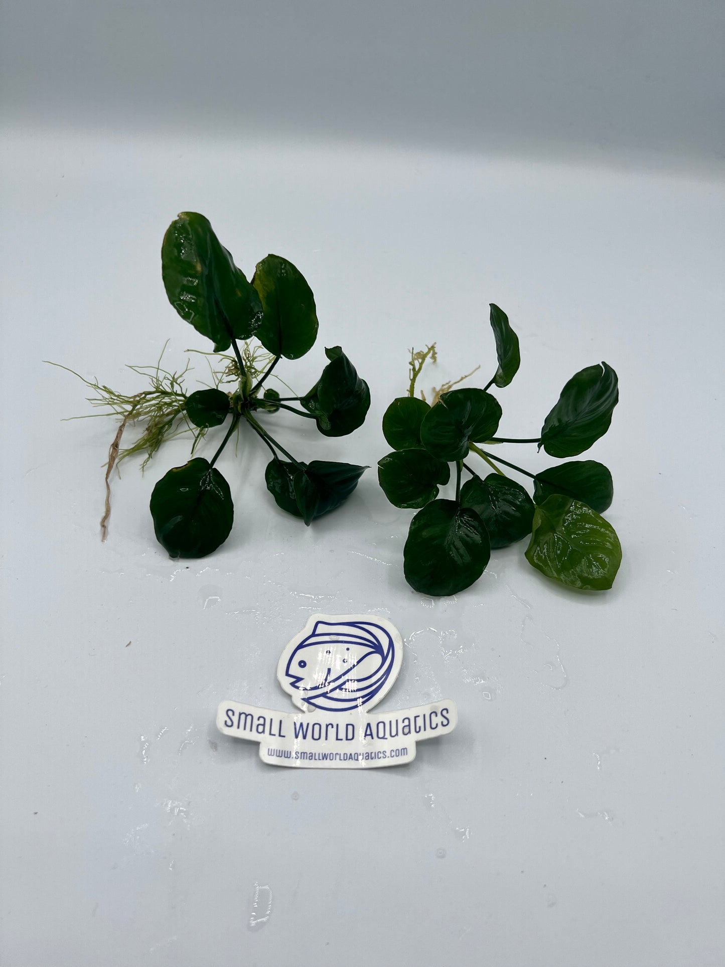 Anubias Barteri Round (Gold Coin) - Bare Root