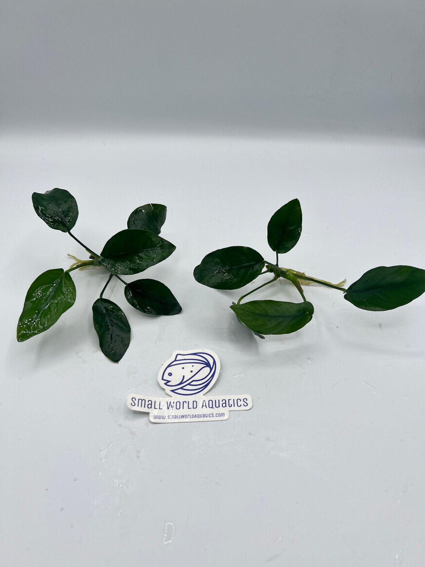 Anubias Nana - Bare Root