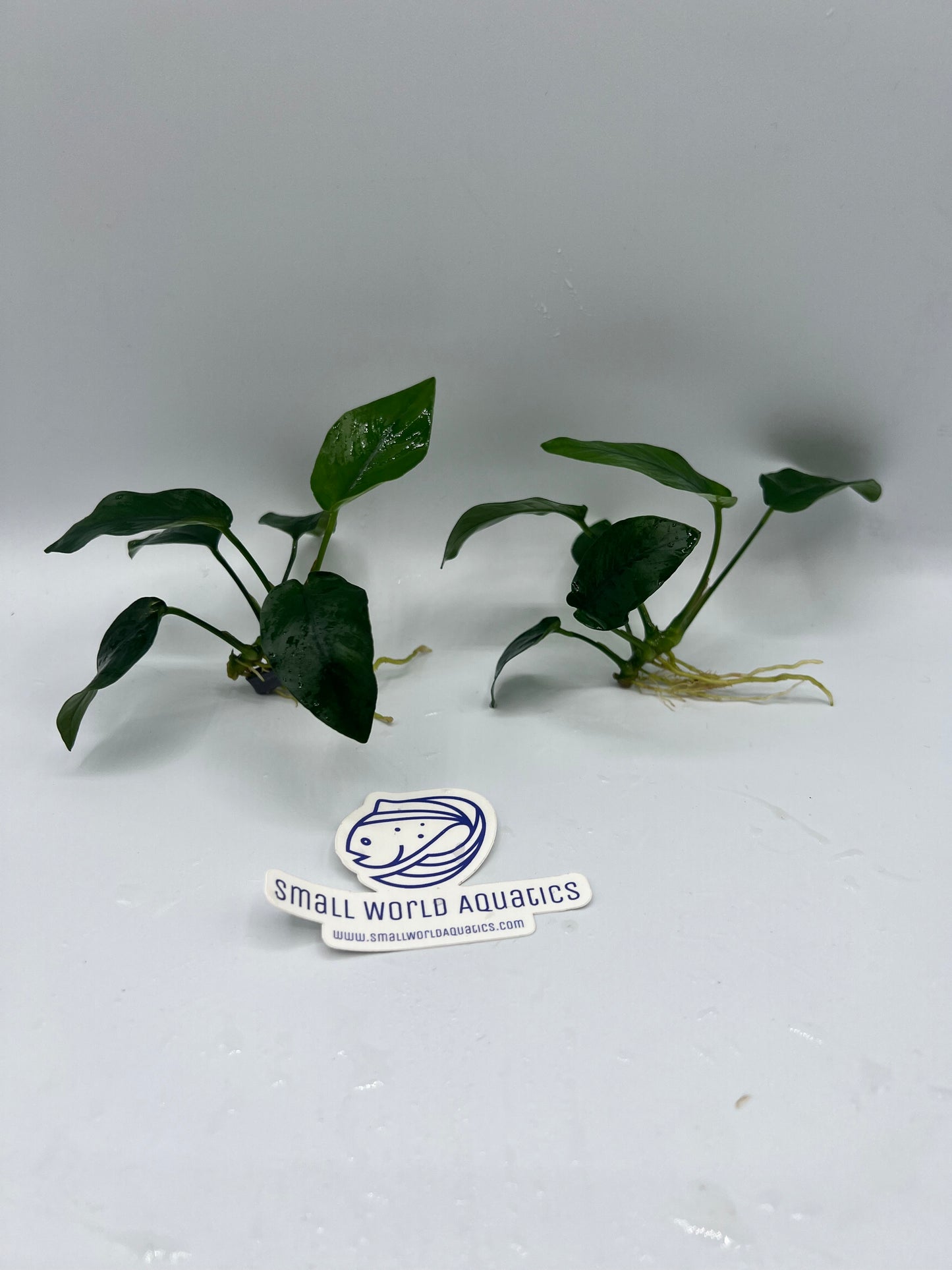 Anubias Nana - Bare Root