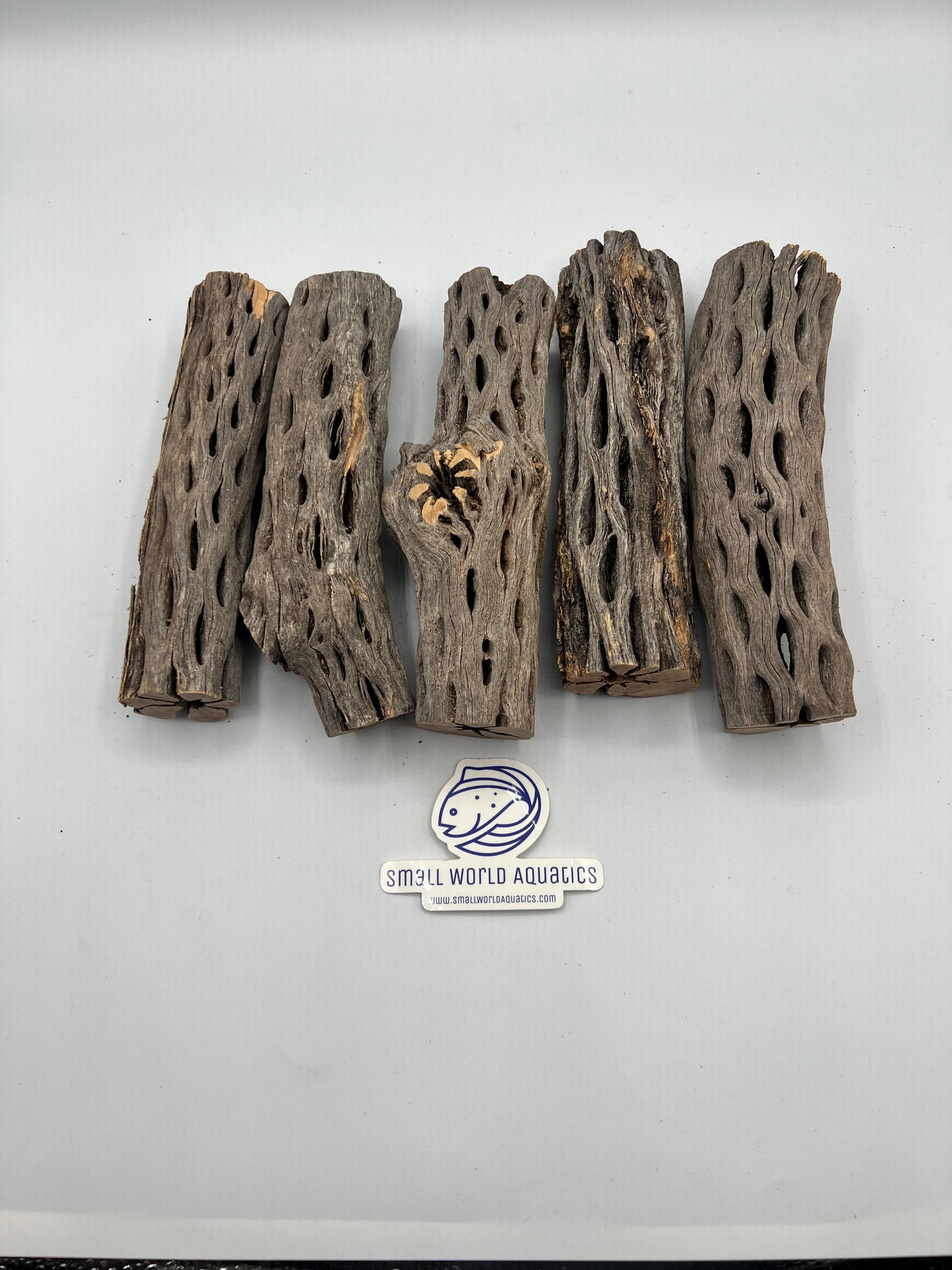 Cholla Wood - 6"