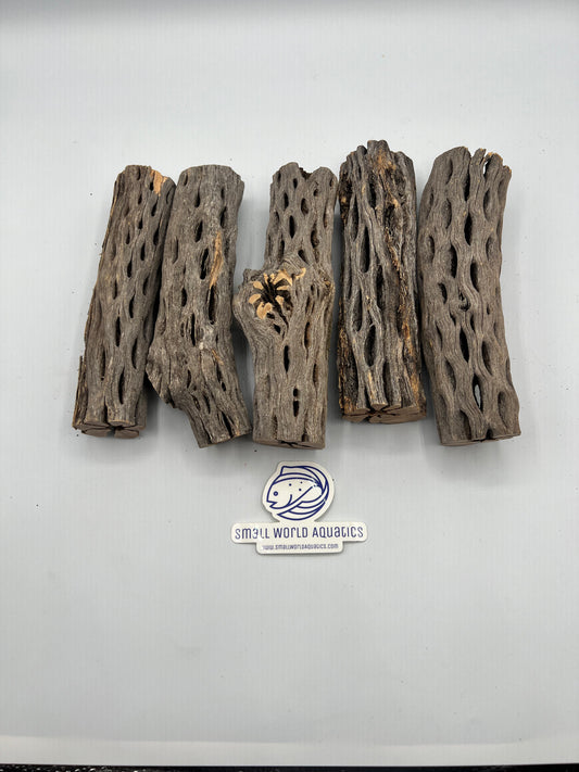 Cholla Wood - 6"