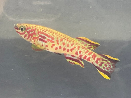 Fundulopanchax gardneri p-82 Killifish PAIR (1M/1F)