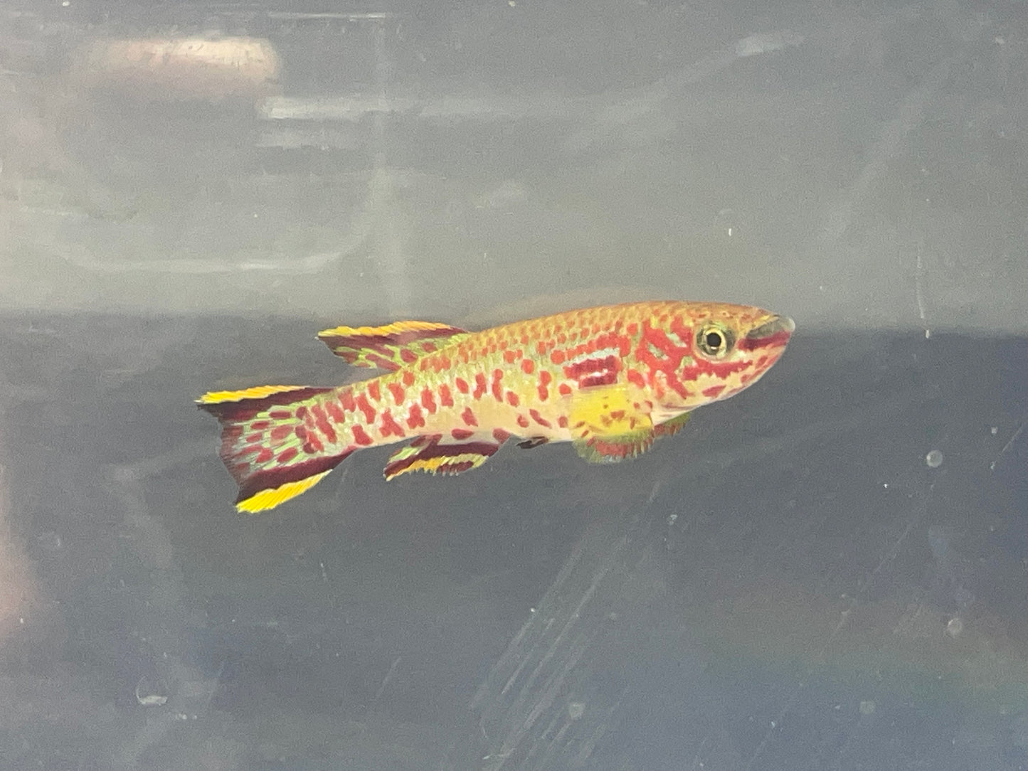 Fundulopanchax gardneri p-82 Killifish PAIR (1M/1F)