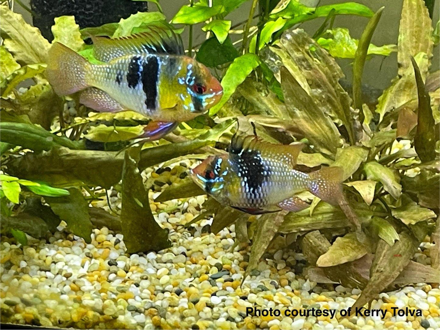 Mikrogeophagus ramirezi - German Blue Rams