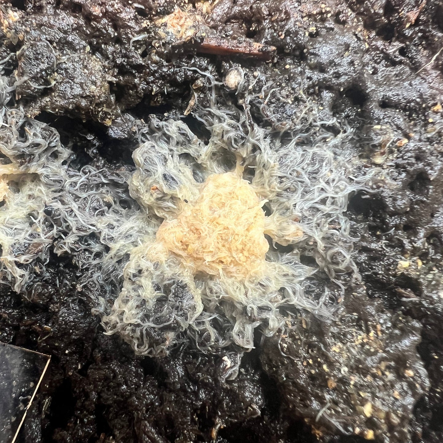Grindal Worms