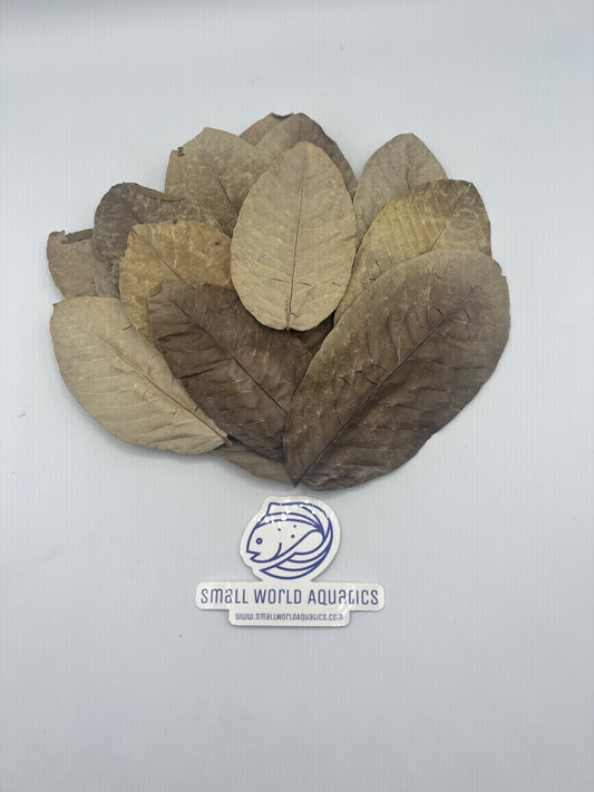 Guava Leaves