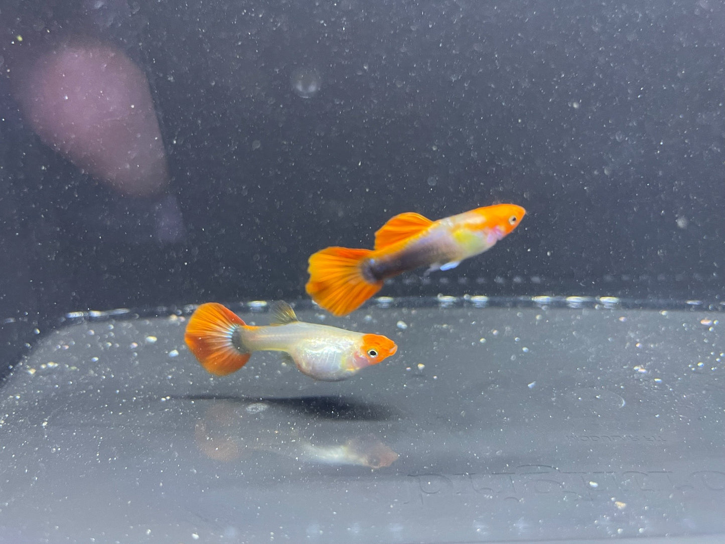 Blonde Koi Guppy