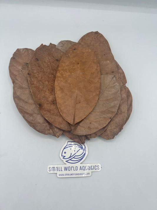 Jackfruit Leaves