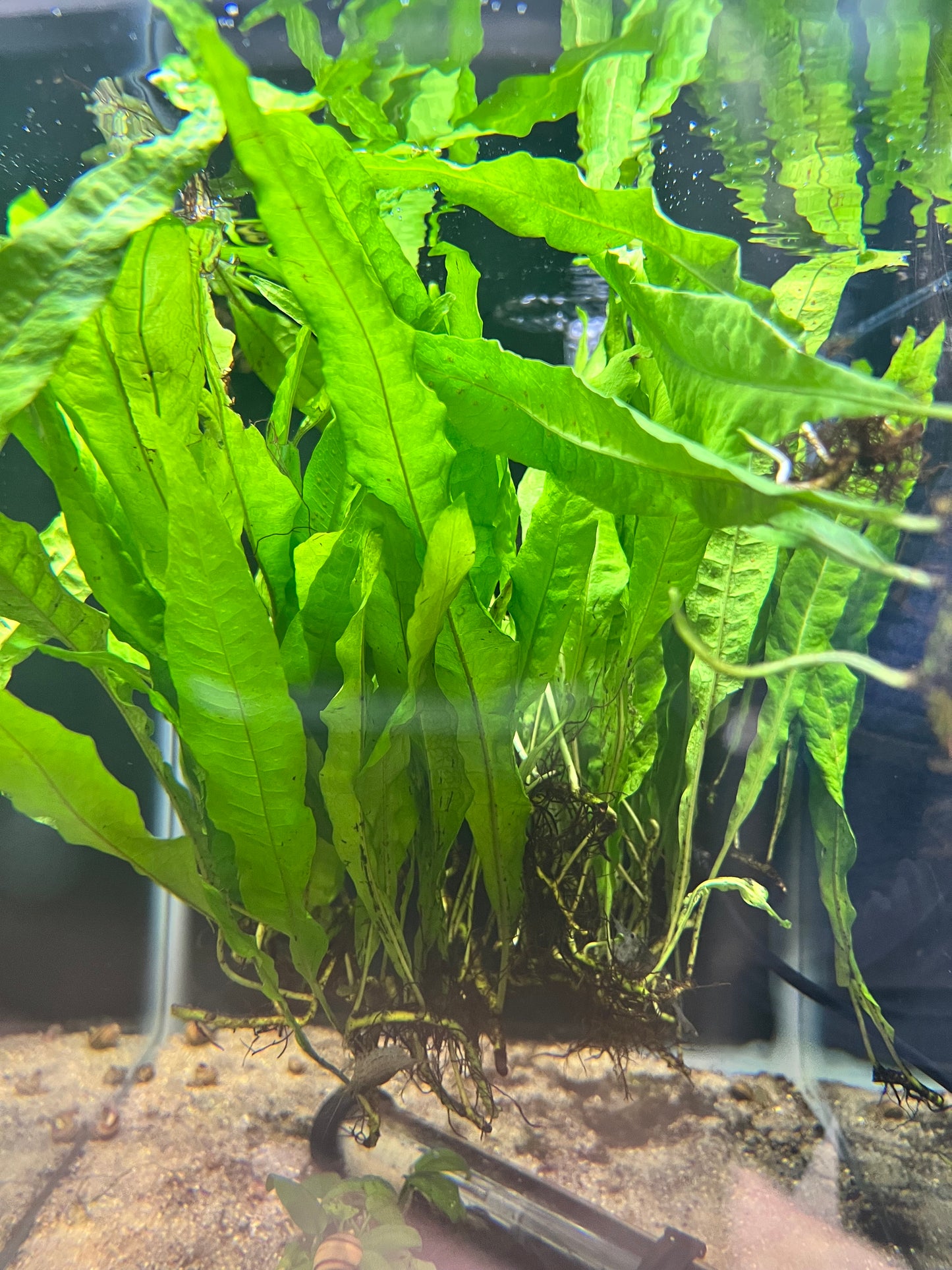 Java Fern