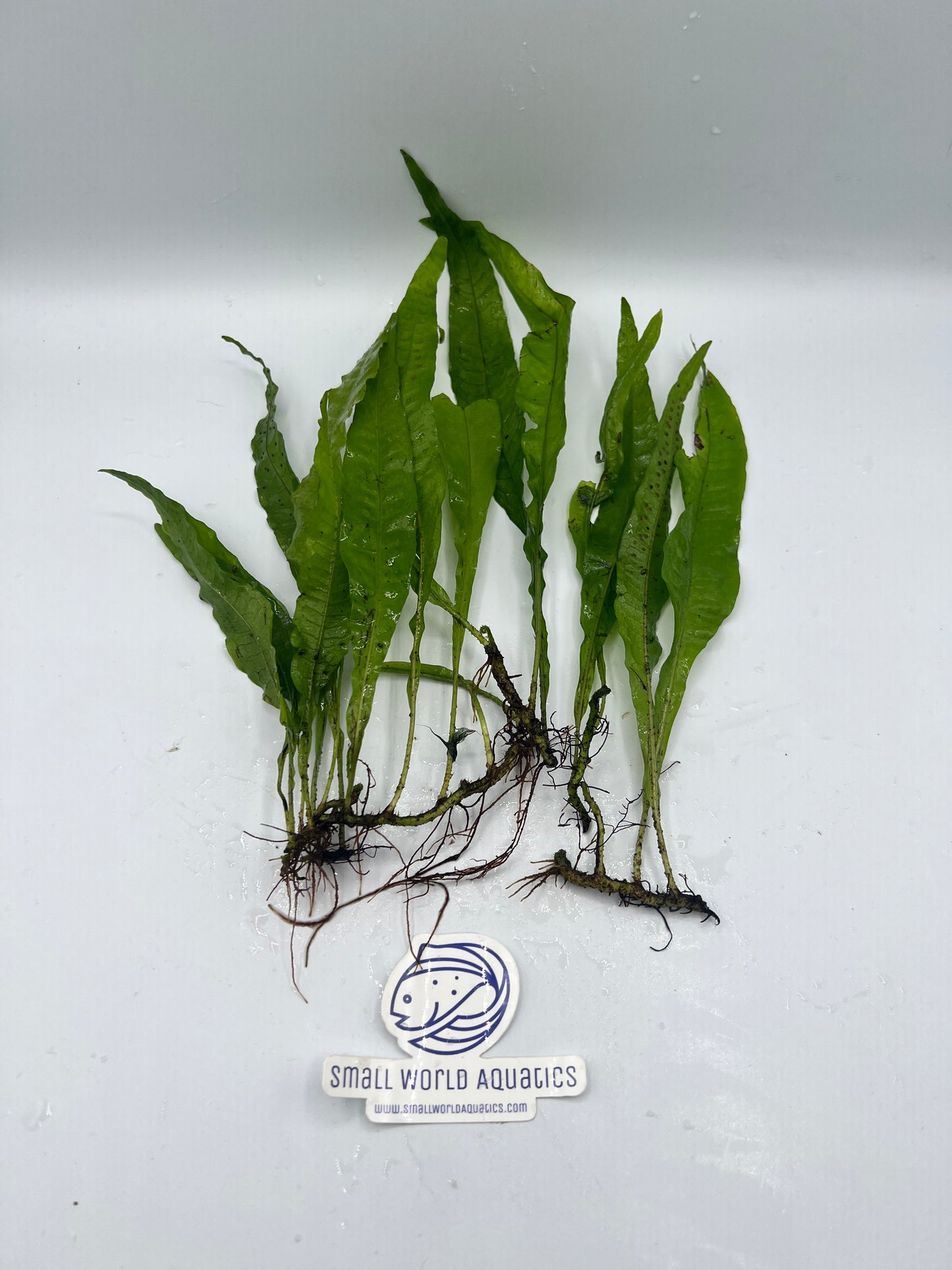 Java Fern