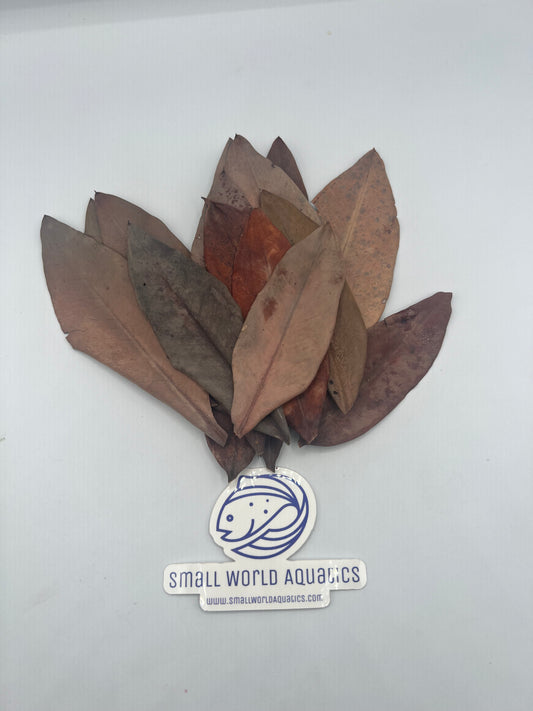 Malaysian Yellow Mangrove Leaves