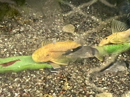 Shortfin Lemon Blue Eye Pleco