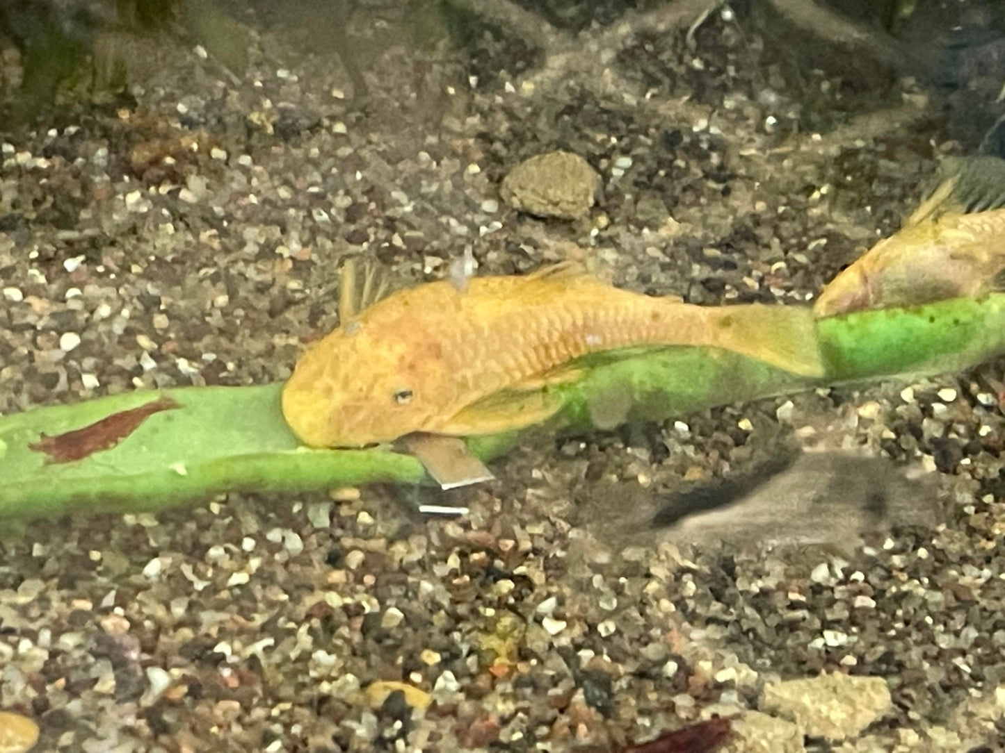 Shortfin Lemon Blue Eye Pleco